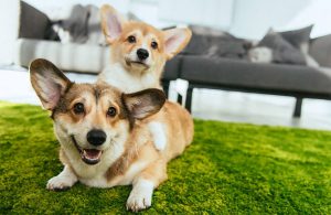 شکایت بابت نگهداری سگ در آپارتمان ،نگهداری حیوانات خانگی در آپارتمان