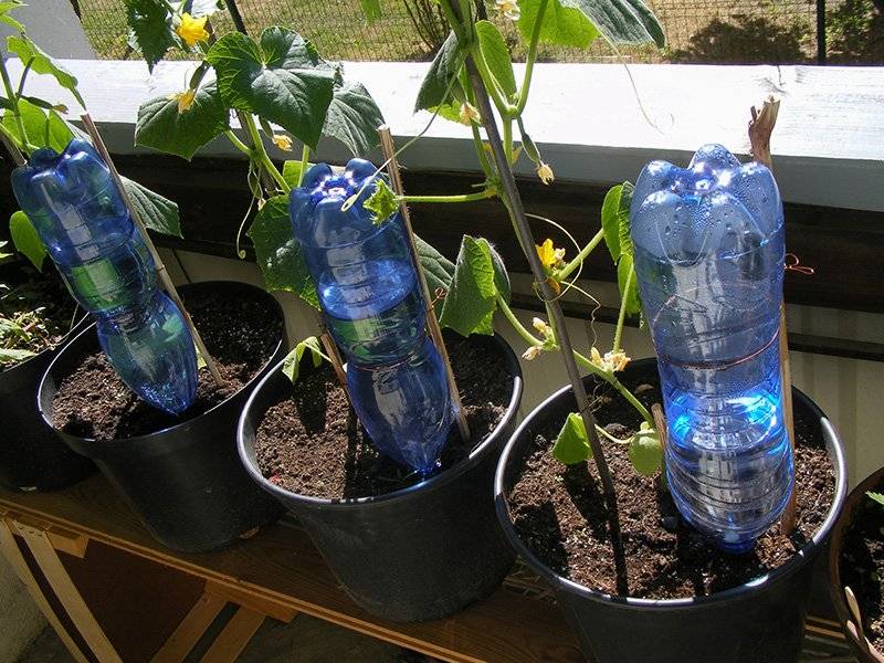 آبیاری گیاهان با بطری آب وارونه