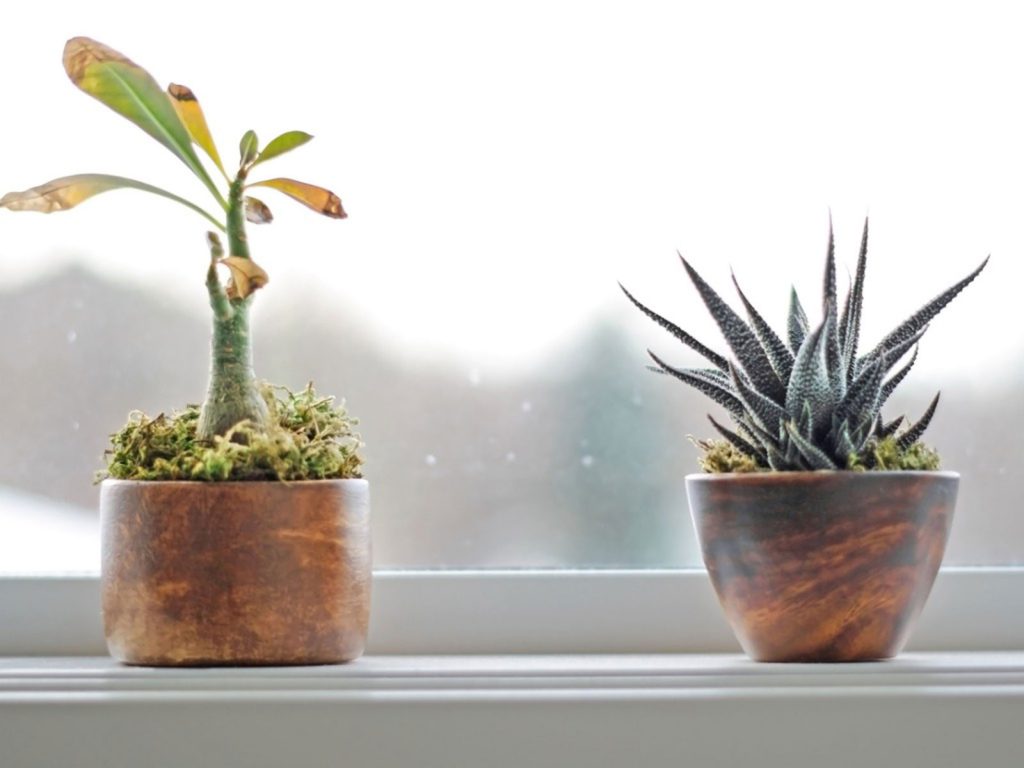 جلوگیری از سرمازدگی گیاهان در زمستان