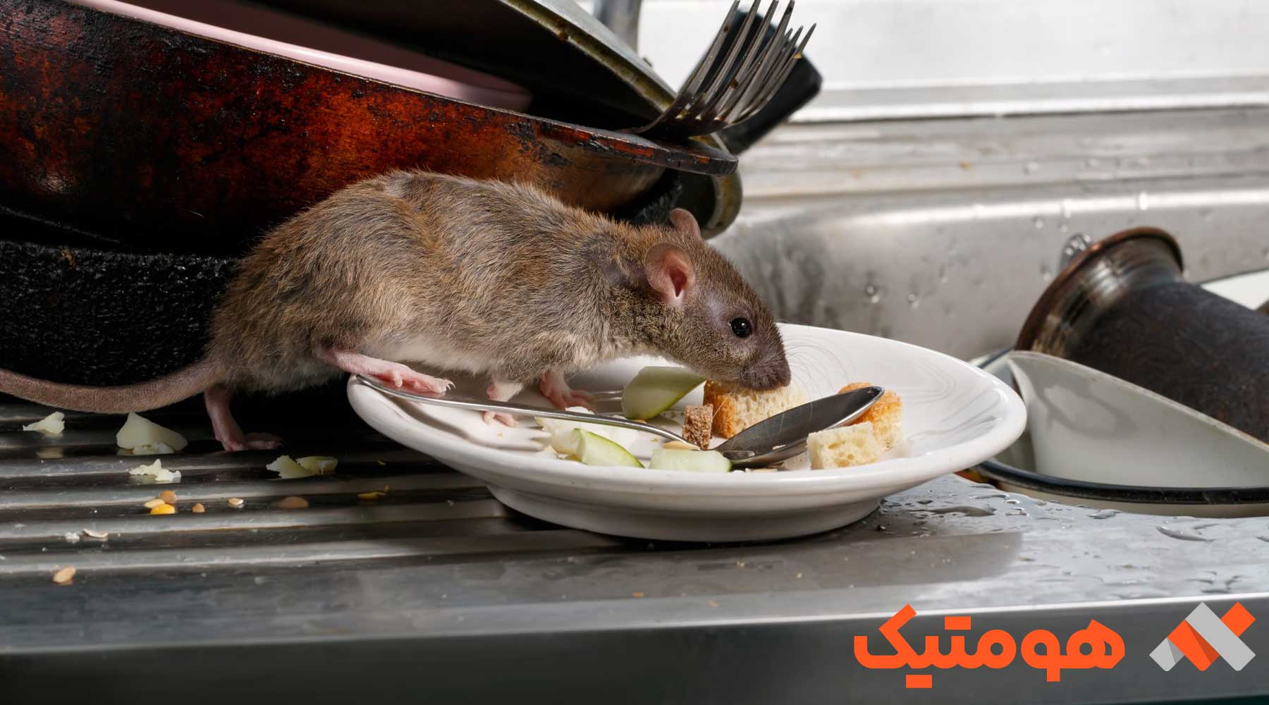 بهترین راه برای از بین بردن موش در خانه