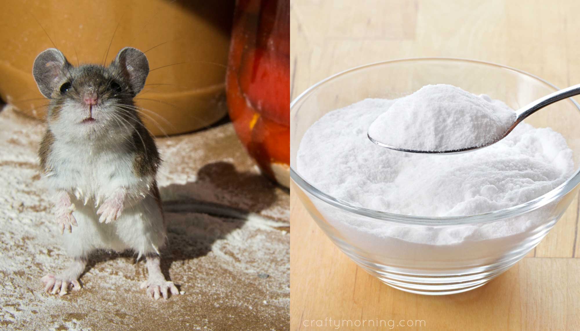 جوش شیرین برای موش